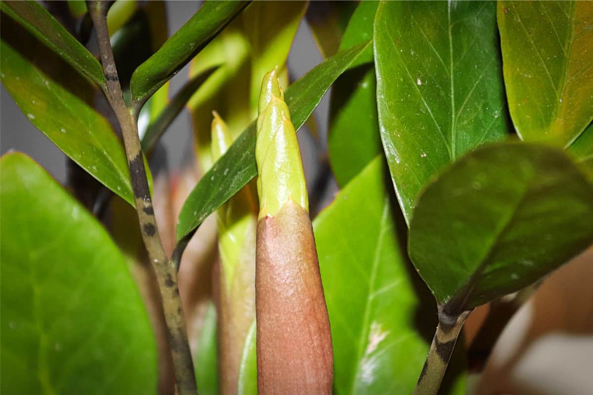 Are ZZ Plants Toxic To Dogs And Cats? Houseplant Alley