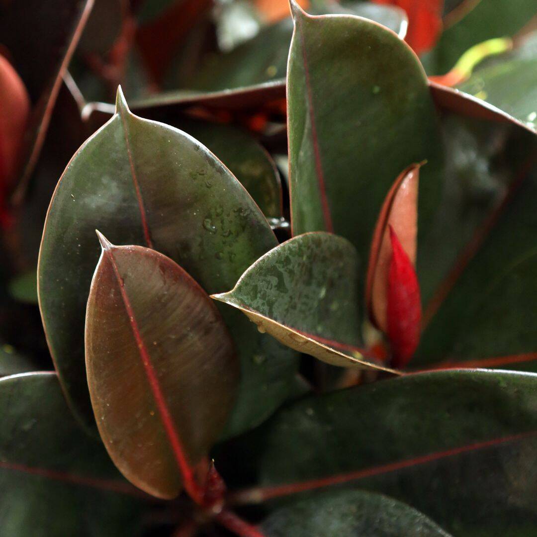 Are Rubber Plants Toxic To Humans And Pets? Houseplant Alley