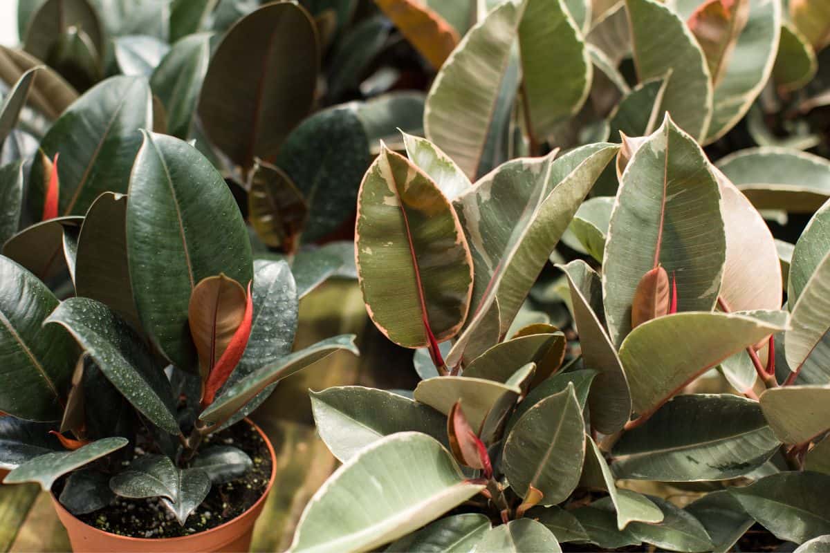 Are Rubber Plants Toxic To Humans And Pets? Houseplant Alley