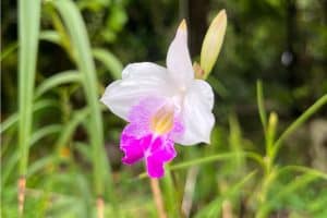 bamboo orchid care