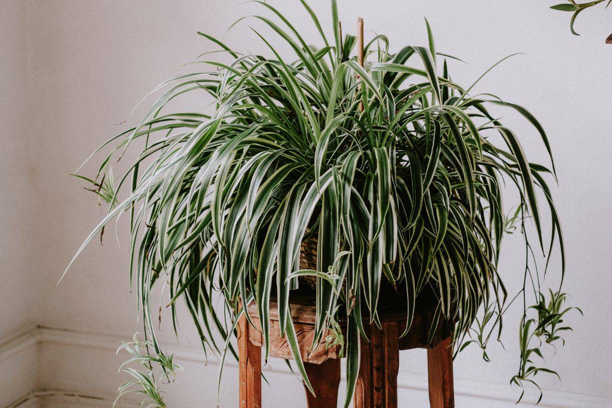 How Long Do Spider Plants Live? | Houseplant Alley