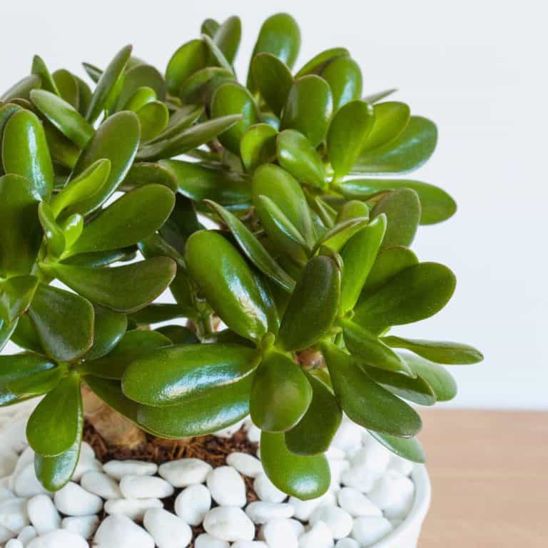 25 Different Types Of Money Plants (With Pictures) | Houseplant Alley