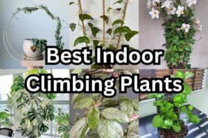 types of indoor climbing plants