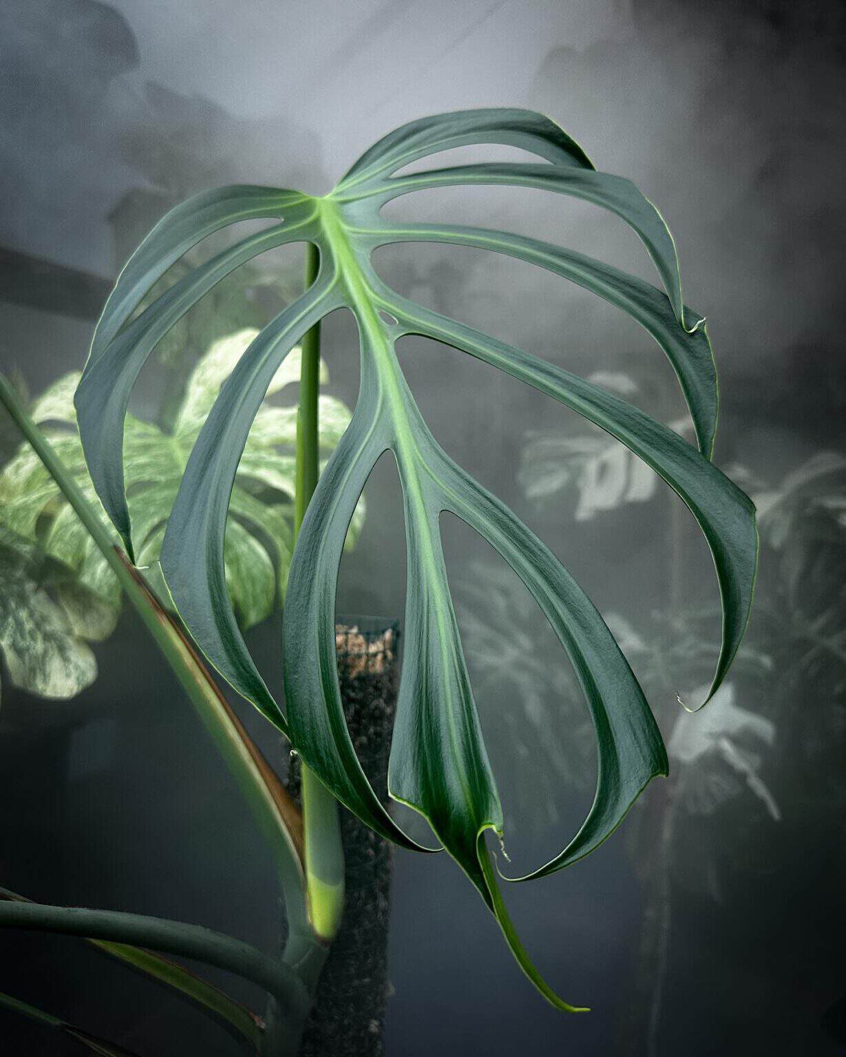 The Ultimate Guide to Monstera Burle Marx Flame Care | Houseplant Alley
