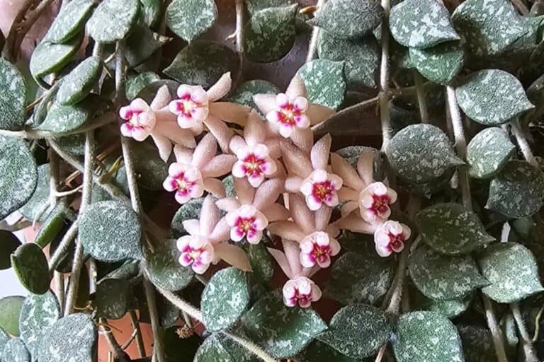 Everything You Need to Know About Hoya Curtisii