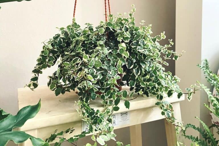 The Ultimate Indoor Care Guide for Creeping Fig (Ficus pumila)