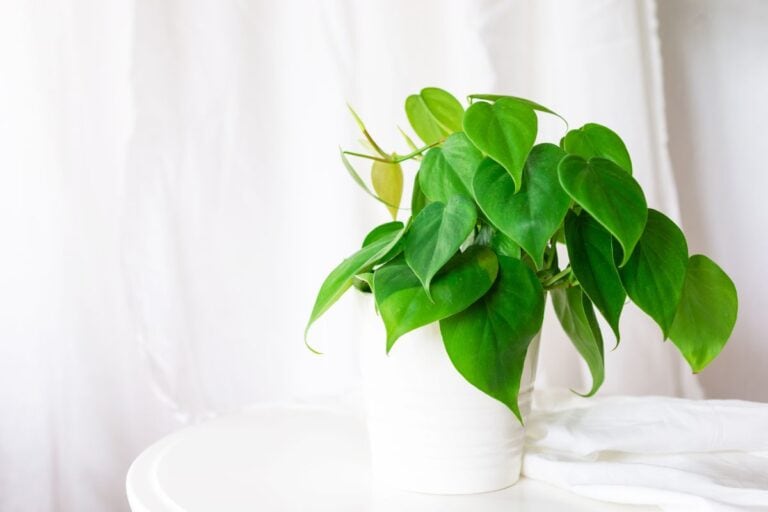 The Ultimate Indoor Care Guide for Heartleaf Philodendron (Philodendron hederaceum)