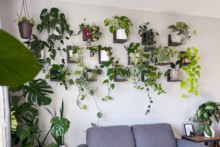 how to hang plants on wall