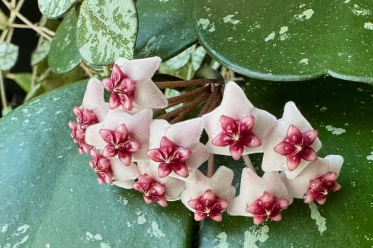 Everything You Need to Know About Hoya Obovata