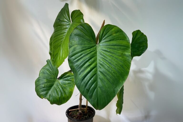 Philodendron Alatiundulatum