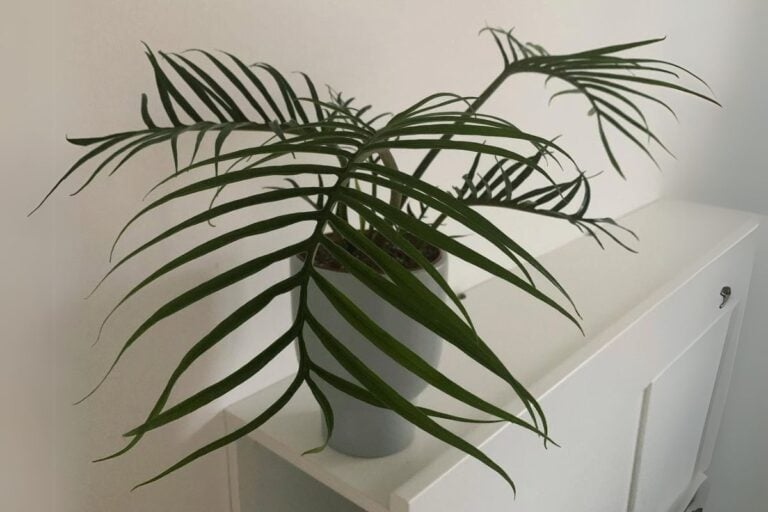 Philodendron Angustisectum Care Guide