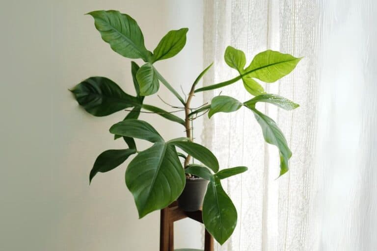 Philodendron Applanatum