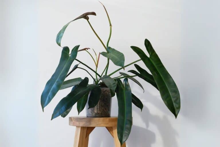 Philodendron Atabapoense