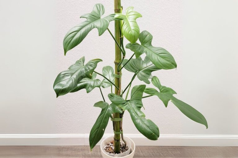 Philodendron Bipennifolium