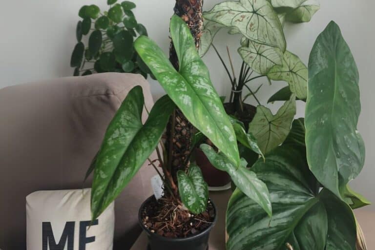 Philodendron Brevispathum