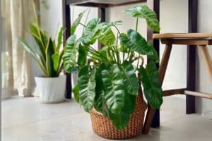 Philodendron Burle-Marxii