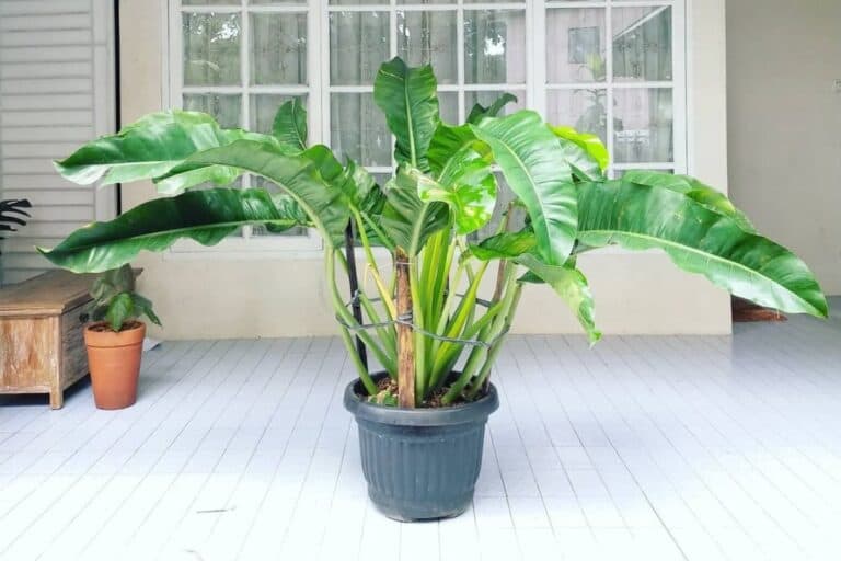 Philodendron Auriculatum Care Guide