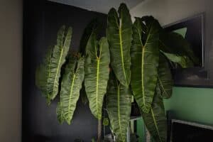 Philodendron billietiae