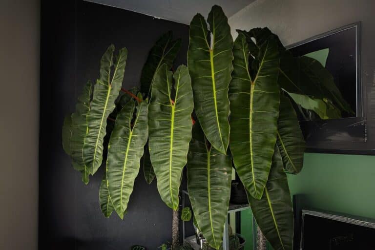 Philodendron billietiae