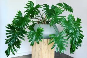 Philodendron bipinnatifidum