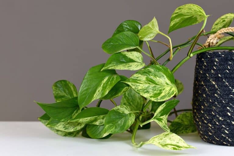 The Ultimate Indoor Care Guide for Pothos (Epipremnum aureum)