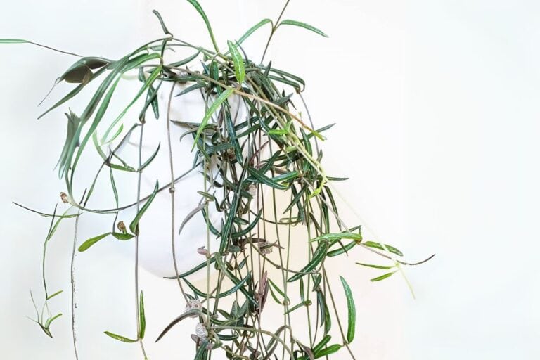 The Ultimate Indoor Care Guide for String of Needles (Ceropegia linearis)