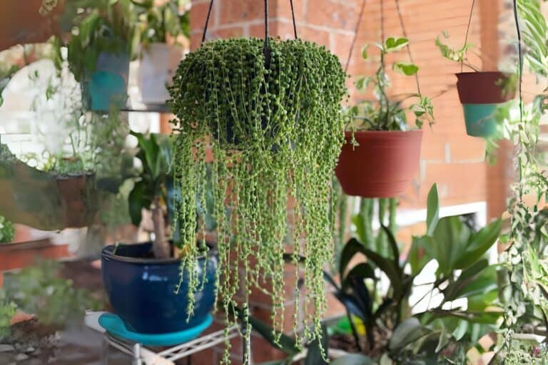 The Ultimate Indoor Care Guide for String of Pearls (Senecio rowleyanus)