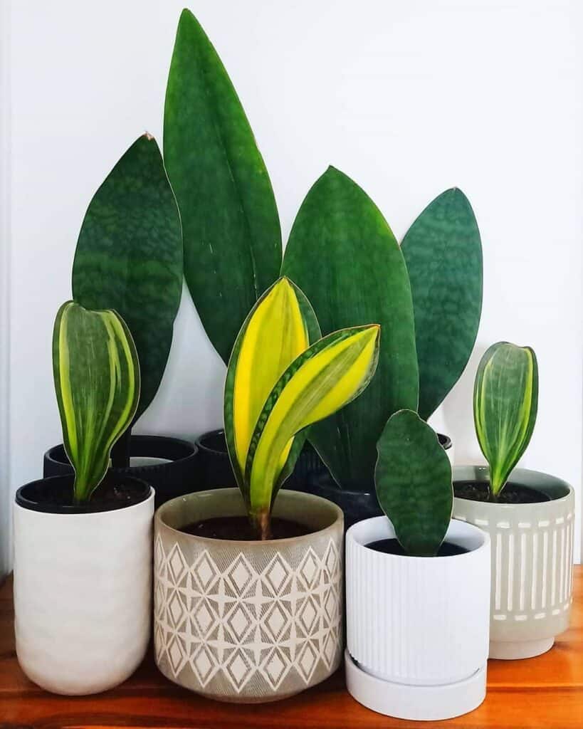 Whale Fin Snake Plant