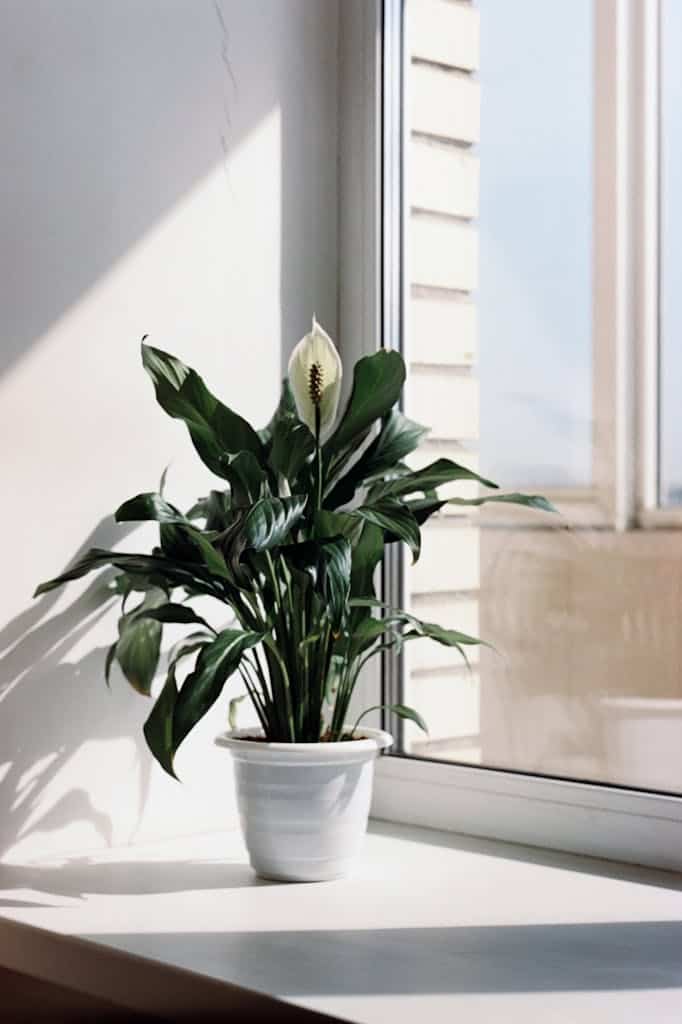 A peace lily (Spathiphyllum) in a pot, basking in sunlight on an indoor windowsill.