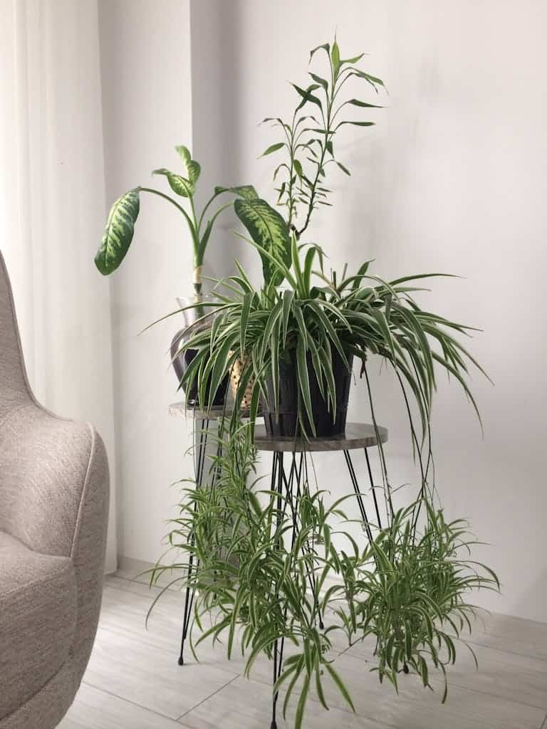 A serene indoor scene showing potted green plants and modern furniture against a white background.