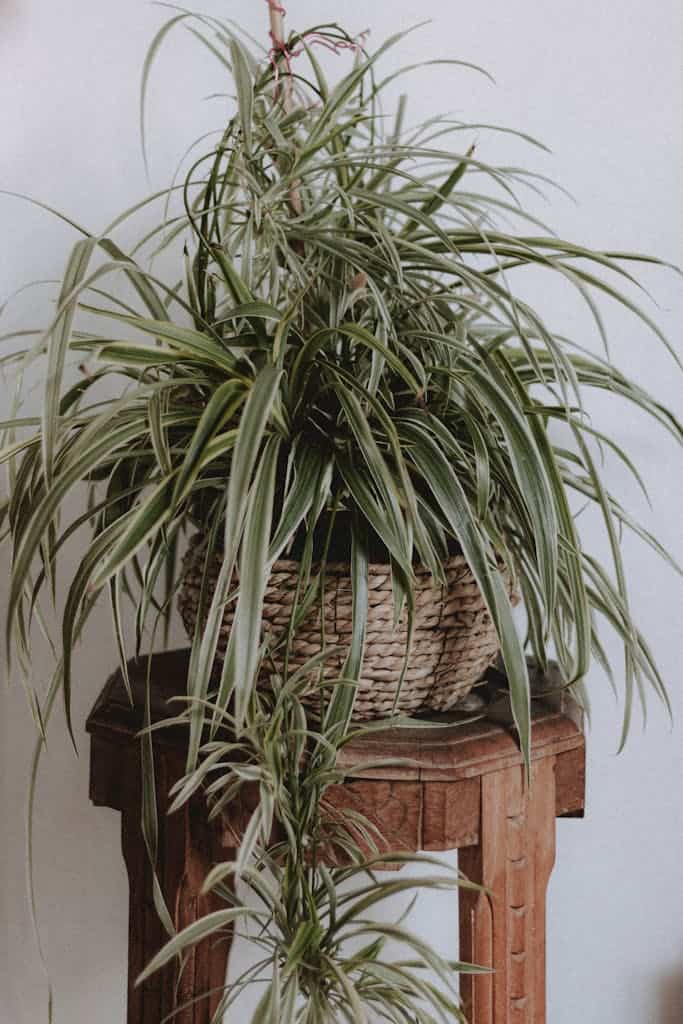 A spider plant with lush foliage in a woven basket on a wooden table adds natural charm to an indoor space.