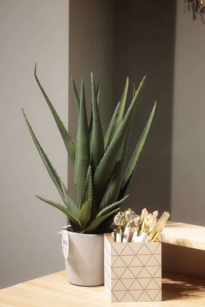 A stylish aloe vera plant in a ceramic pot next to a pen holder on a wooden desk.