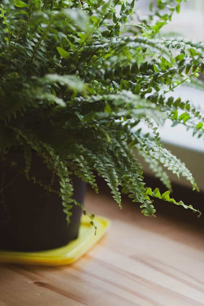 A vibrant green fern in a black pot on a sunlight-lit wooden table.