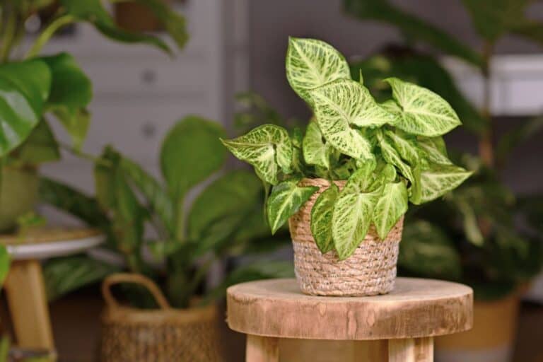 The Ultimate Indoor Care Guide for Arrowhead Vine (Syngonium podophyllum)