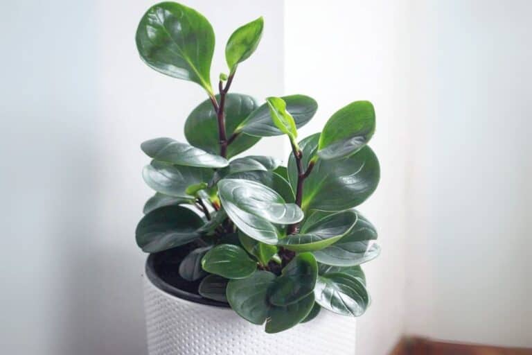 The Ultimate Indoor Care Guide for Baby Rubber Plant (Peperomia obtusifolia)