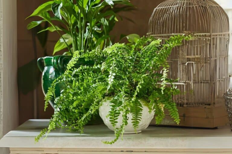 The Ultimate Indoor Care Guide for Boston Fern (Nephrolepis exaltata)