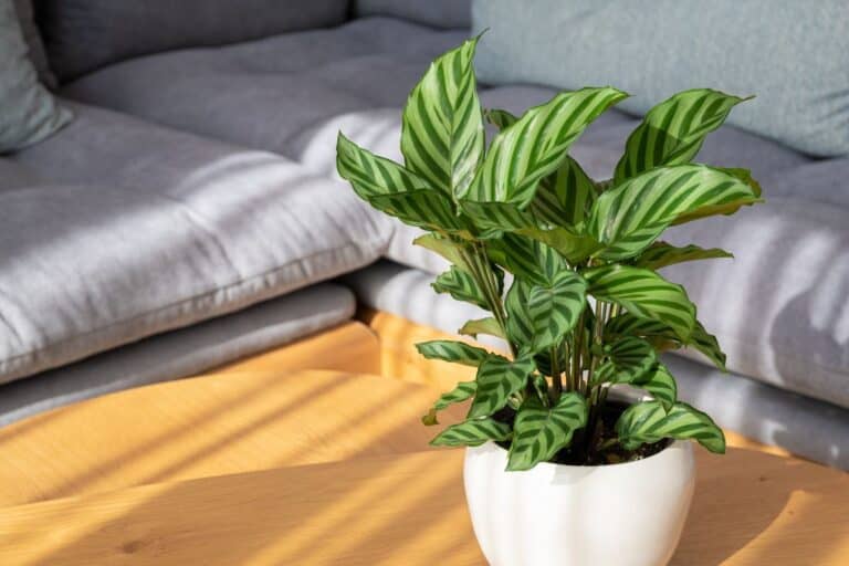 The Ultimate Indoor Care Guide for Calathea