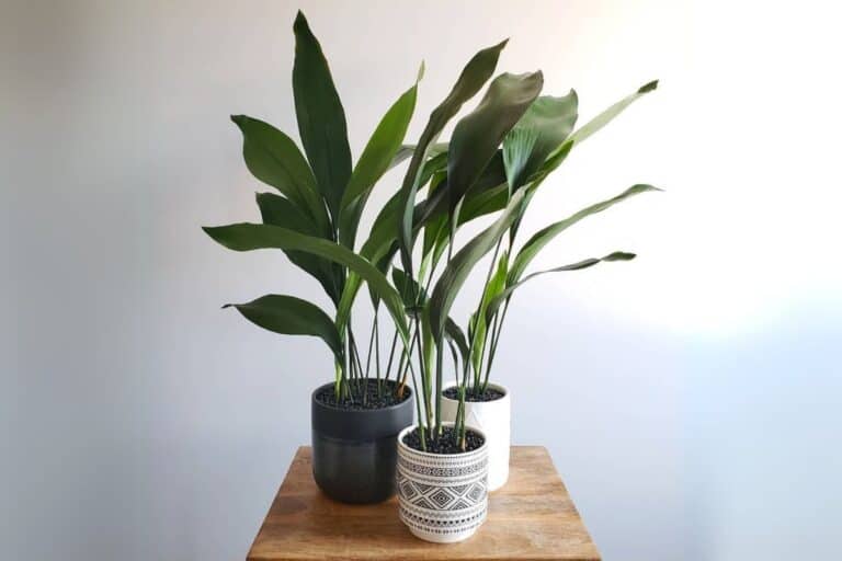 The Ultimate Care Guide for Your Cast Iron Plant (Aspidistra elatior)