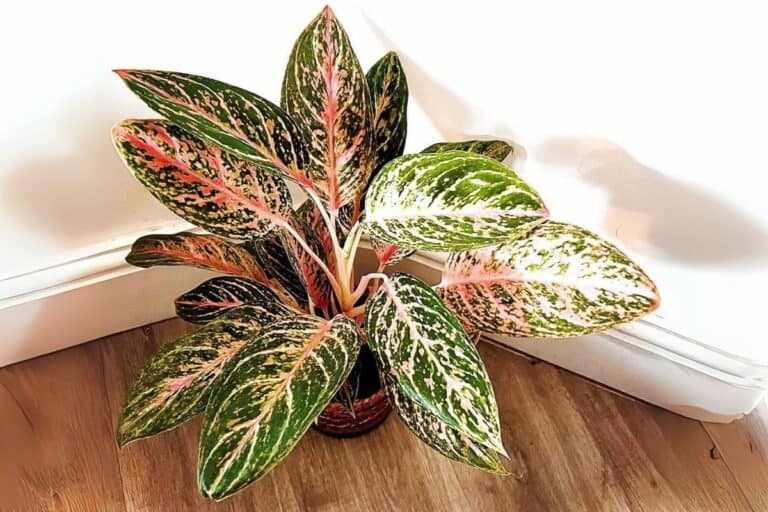 The Ultimate Indoor Care Guide for Chinese Evergreen (Aglaonema)