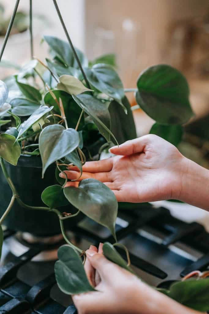 Close-up of hands gently holding a lush heartleaf philodendron plant indoors.