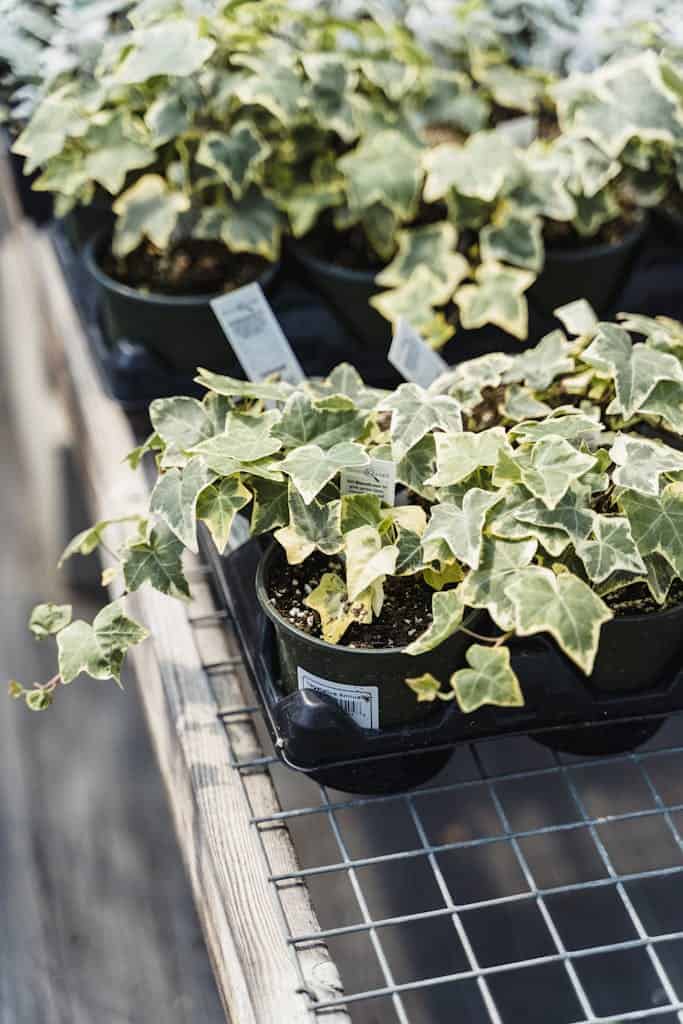 Close-up of potted ivy plants in a greenhouse setting, showcasing healthy growth.