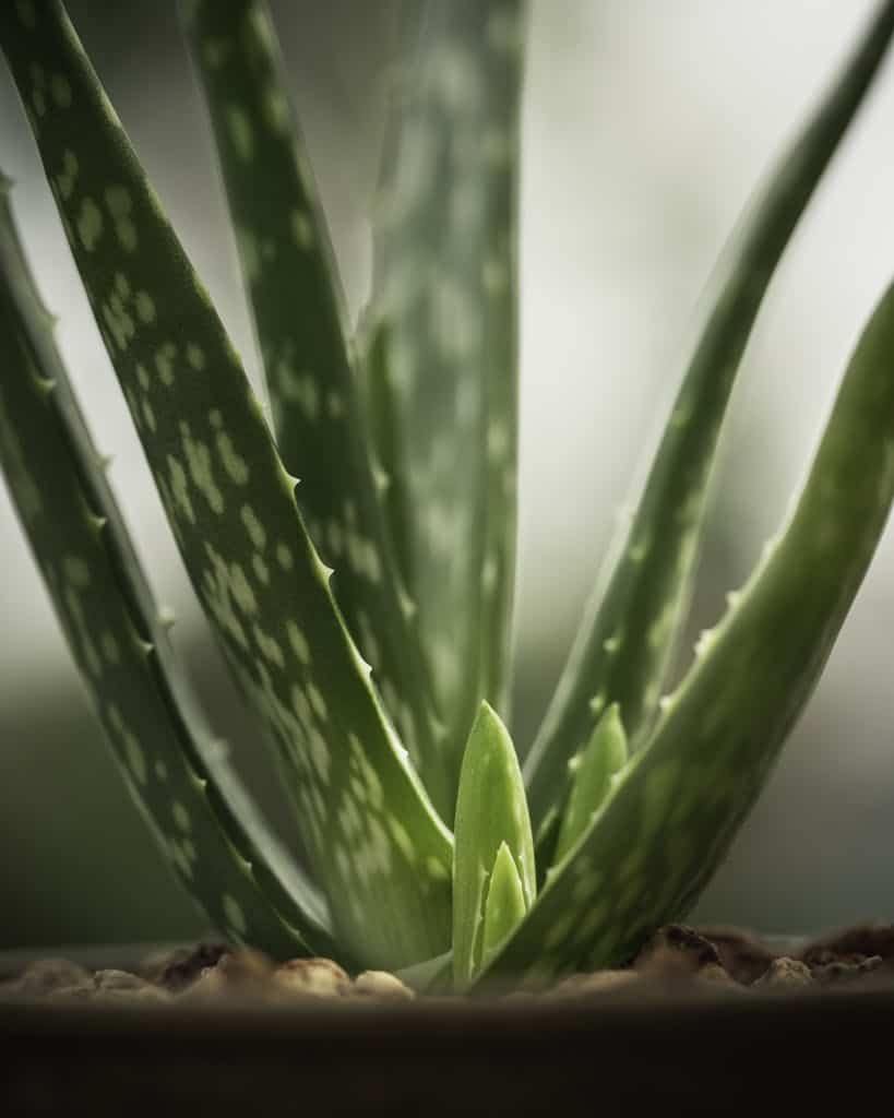 Closeup of fresh tropical evergreen Aloe vera succulent plant with thorns growing in pot in glasshouse