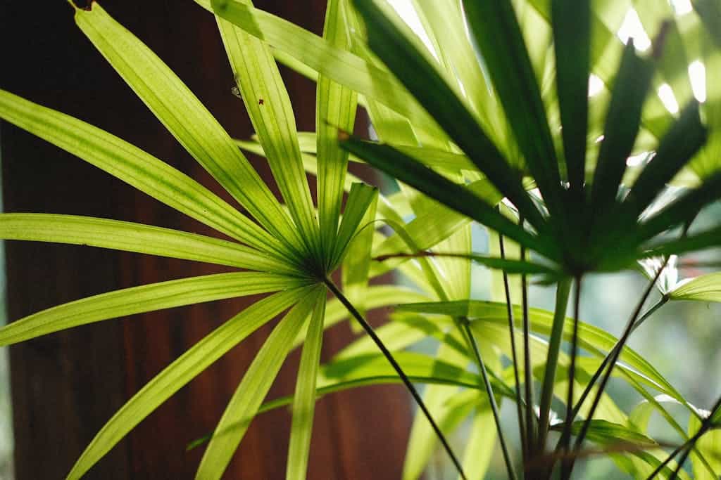 Detailed close-up of vibrant green Rhapis excelsa palm leaves, capturing their natural beauty and texture.