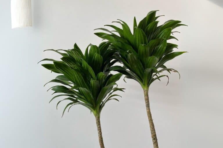 The Ultimate Indoor Care Guide for Dracaena Plants