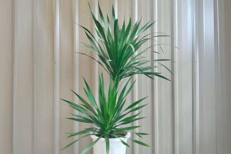 The Ultimate Indoor Care Guide for Dragon Tree (Dracaena draco)