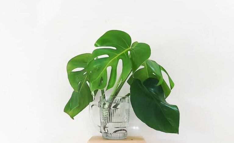 how to grow monstera in water