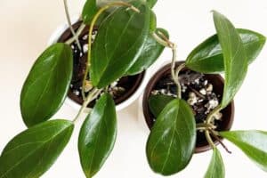 hoya propagation