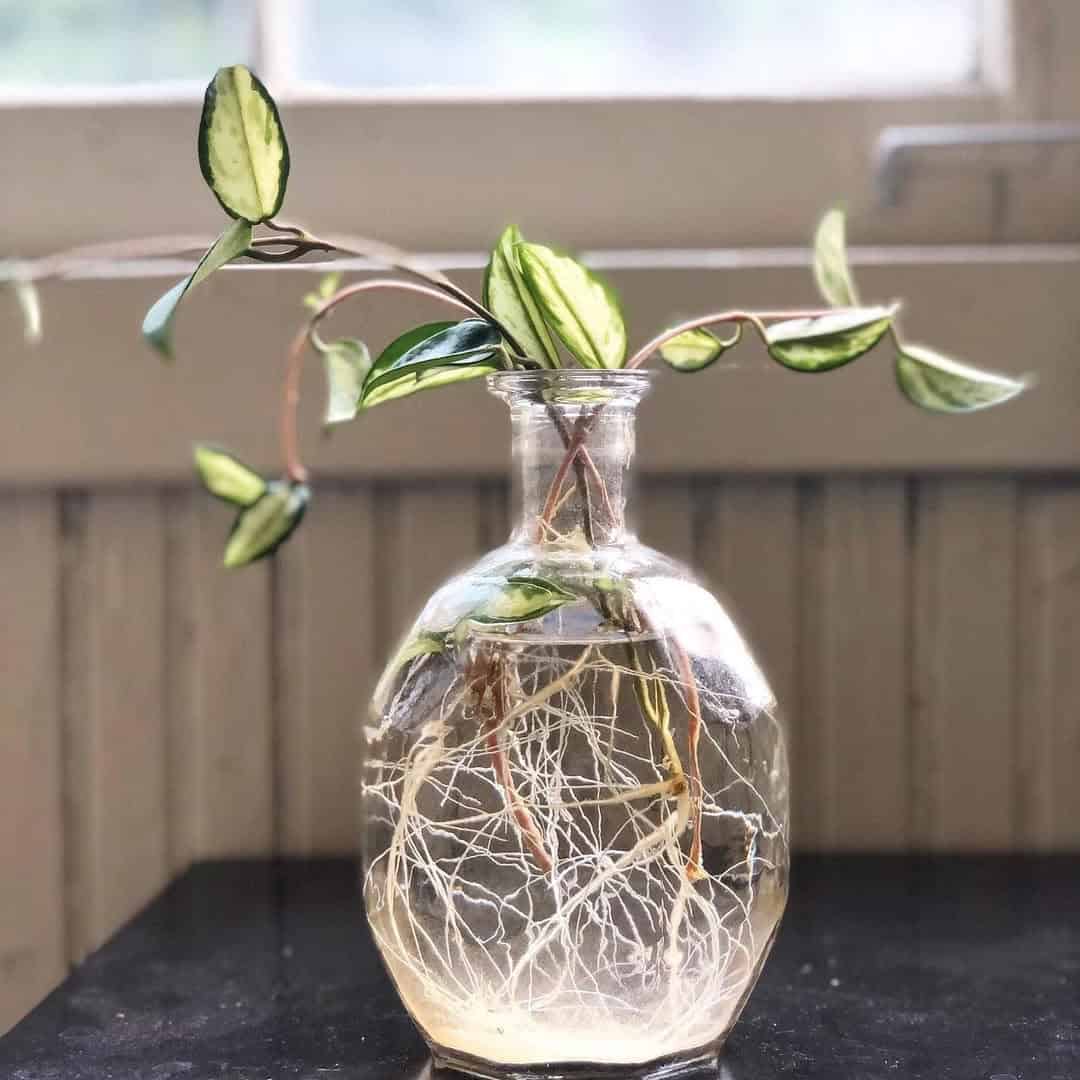 Comprehensive Guide to Hoya Propagation | Houseplant Alley