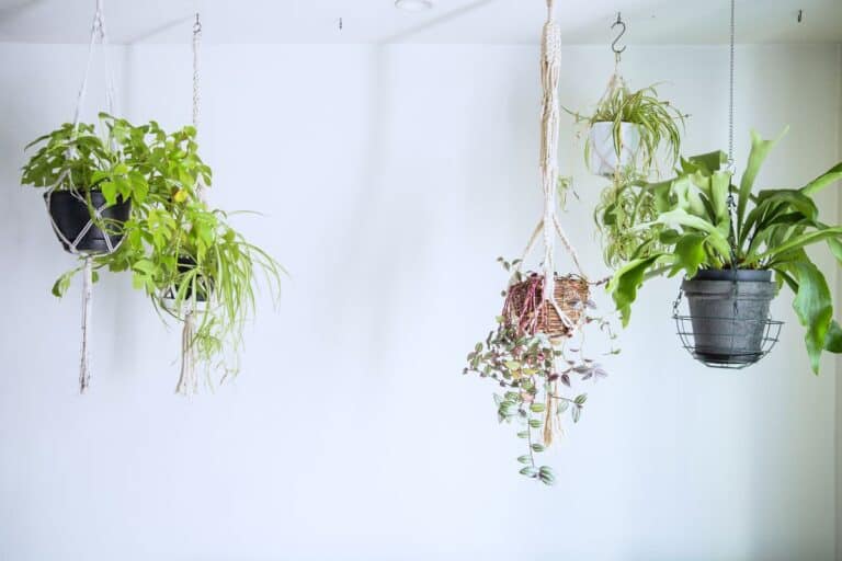 21 Types of Hanging Plants That Thrive Indoors