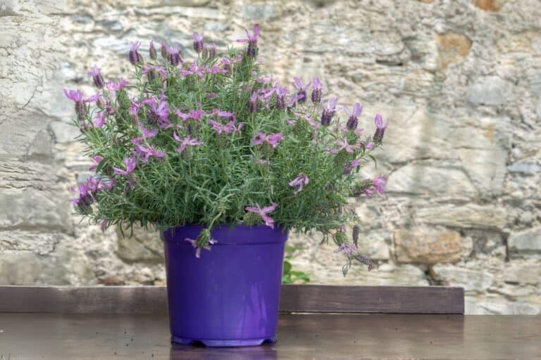 The Ultimate Indoor Care Guide for Lavender Plants